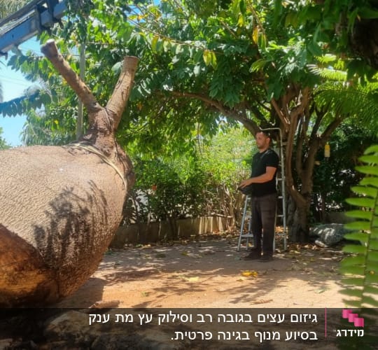 גזע עץ כרות עם מנוף לגיזום